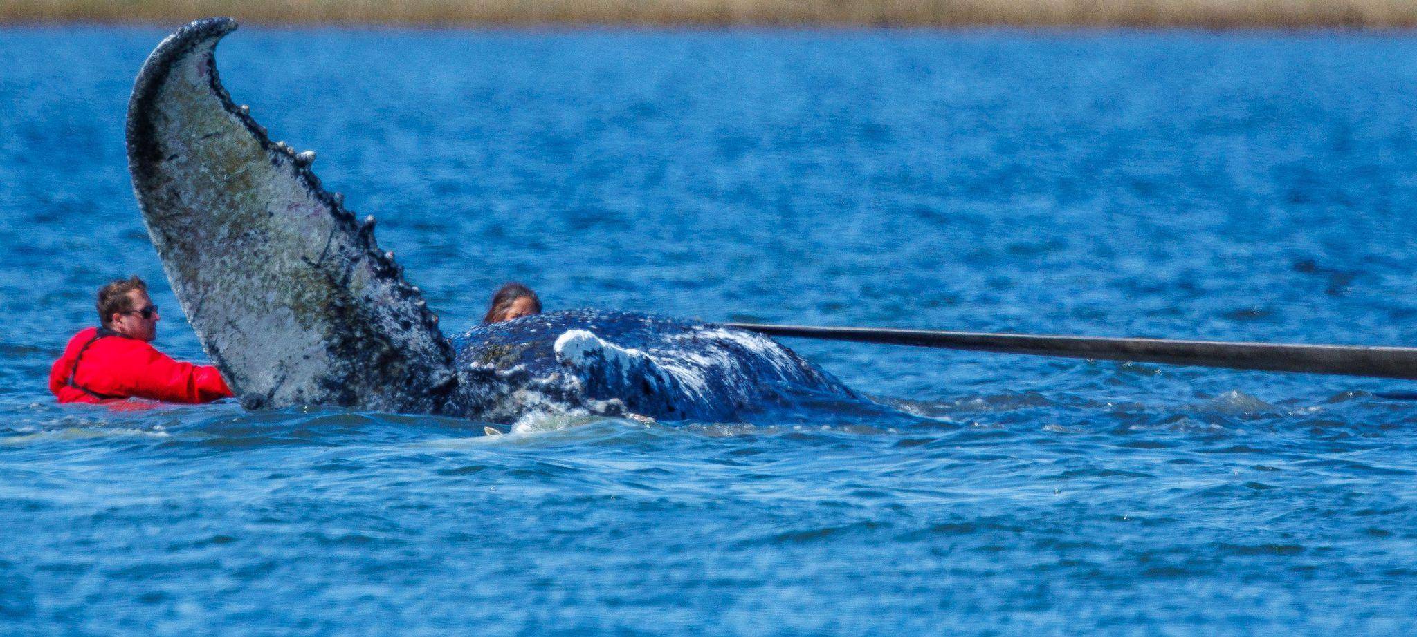 Weitere Entwicklung zum Buckelwal in der Ostsee