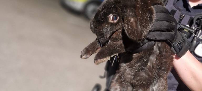 Polizei Oberhausen rettet ausgesetztes Kaninchen