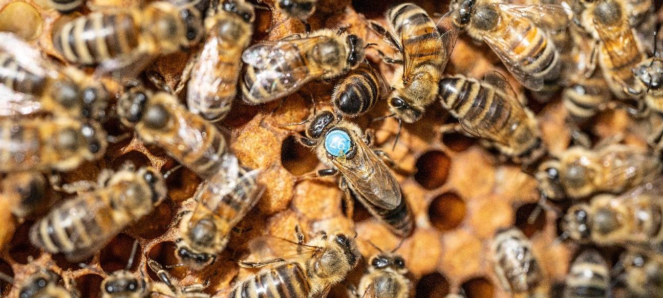 Haus Ripshorst: Aktionstag rund um Bienen