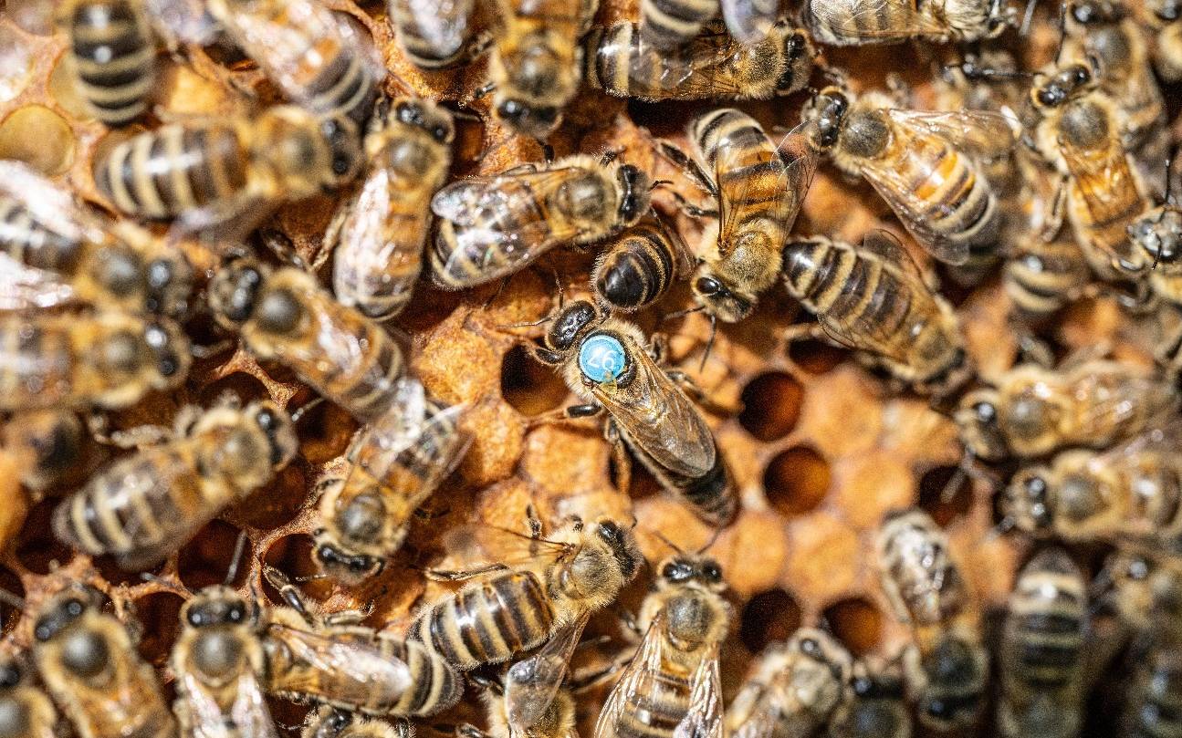 Haus Ripshorst: Aktionstag rund um Bienen