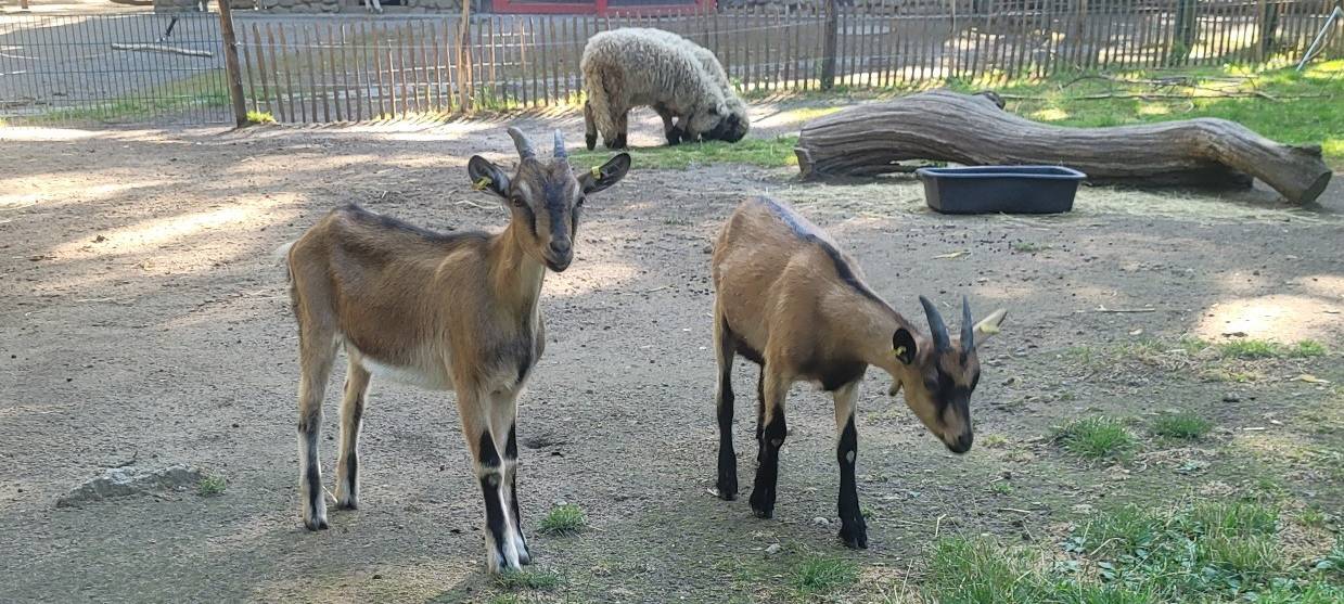 Oberhausen: Zuwachs im Tiergehege Kaisergarten
