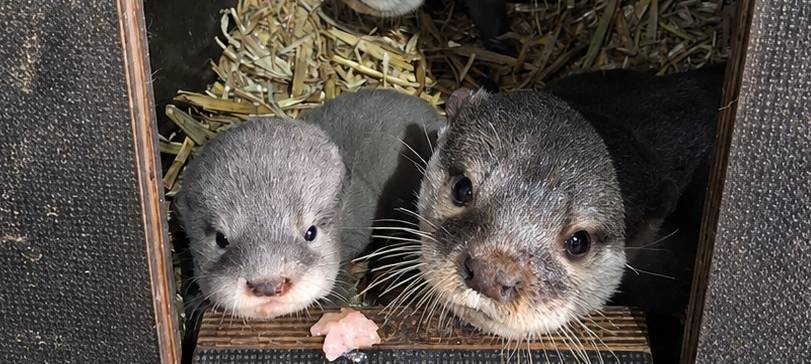 Otter-Nachwuchs im SEA LIFE Oberhausen