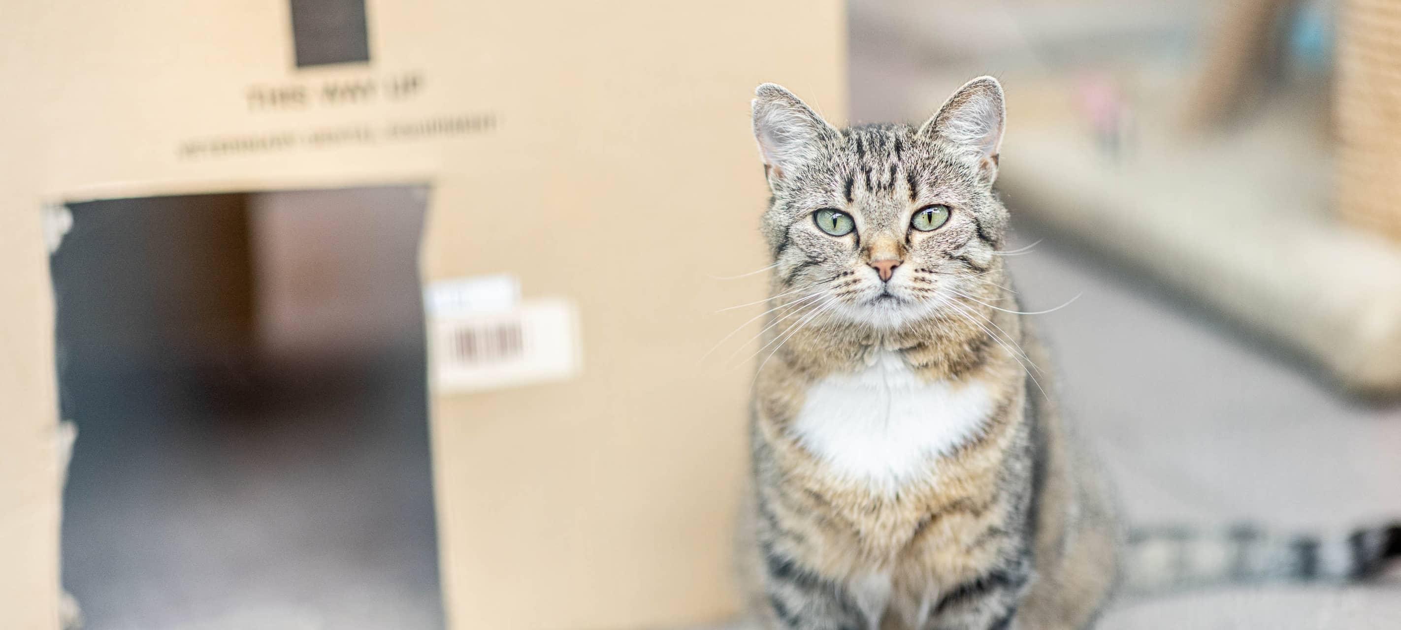 Oberhausen führt neue Katzenschutzverordnung ein