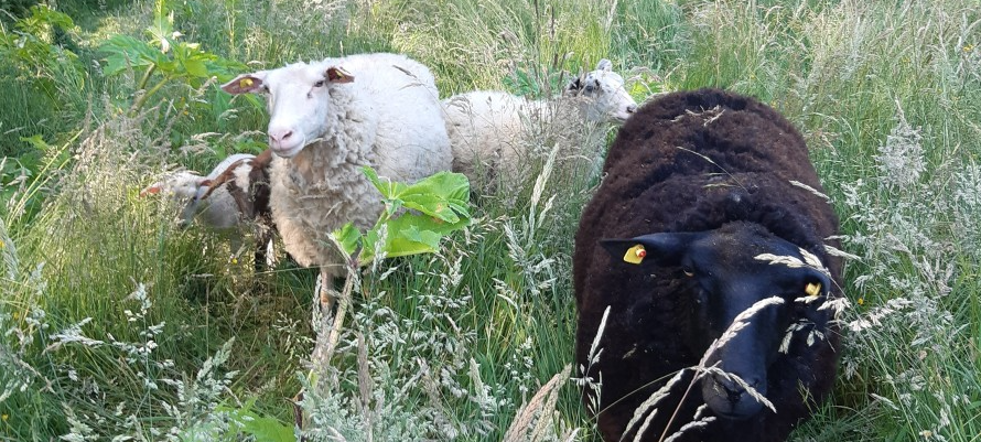 Essen setzt Schafe gegen giftigen Riesen-Bärenklau ein